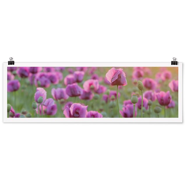 Moderne Poster Violette Schlafmohn Blumenwiese im Frühling