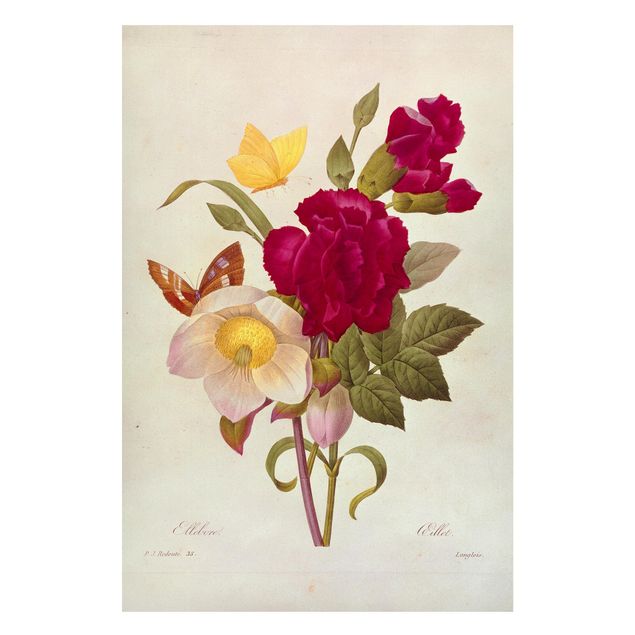 Magnettafeln Blumen Pierre Joseph Redouté - Christrosen