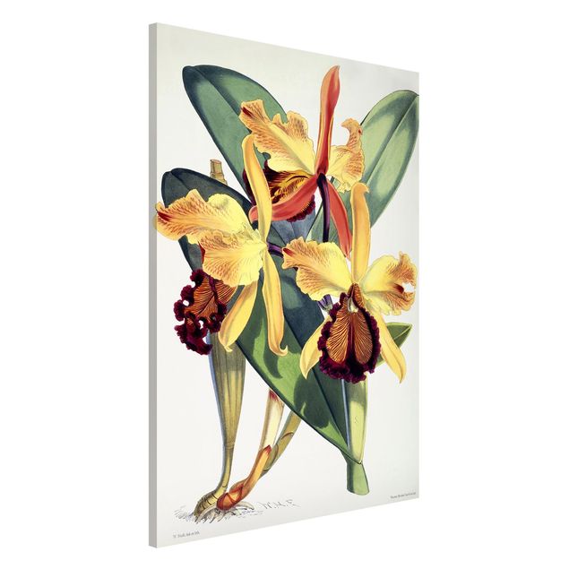 Magnettafeln Blumen Walter Hood Fitch - Orchidee