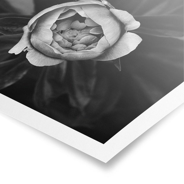 Poster - Pfingstrosenblüte vor Blättern Schwarz Weiß - Querformat 3:4