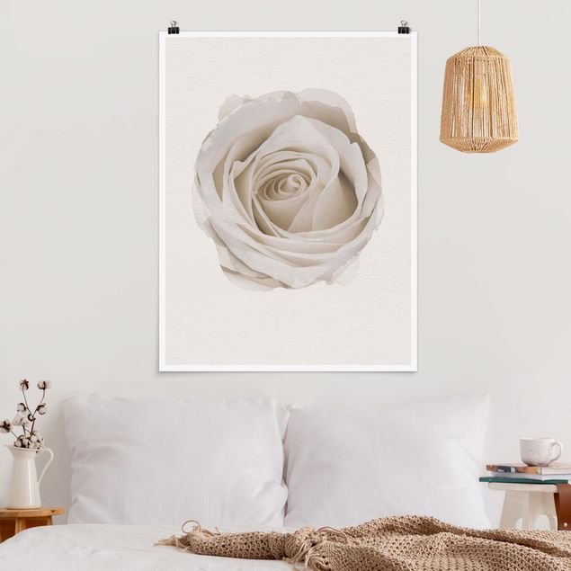 Poster - Wasserfarben - Pretty White Rose - Hochformat 4:3