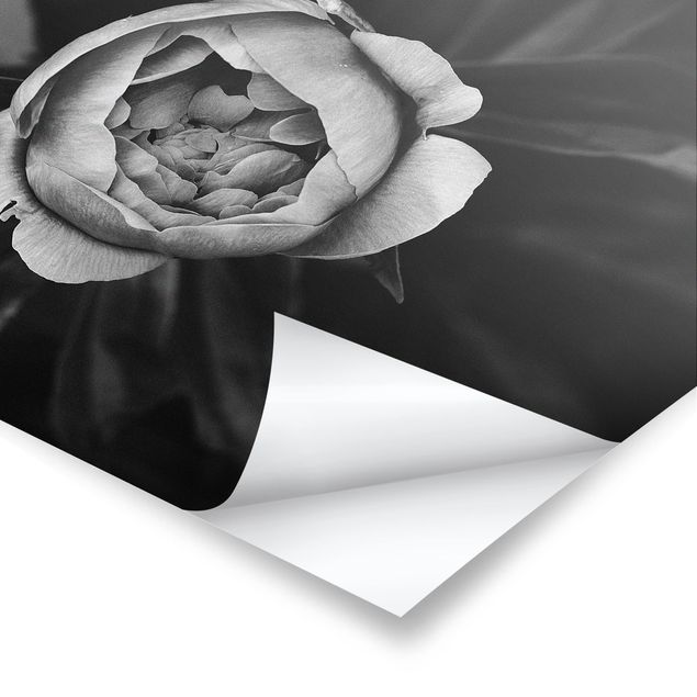 Poster - Pfingstrosenblüte vor Blättern Schwarz Weiß - Querformat 2:3