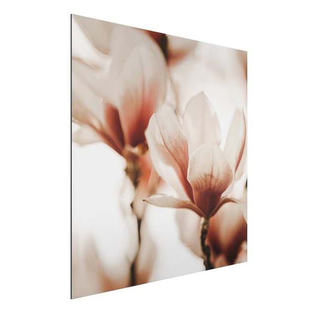 Monika Strigel Poster Zarte Magnolienblüten im Lichtspiel