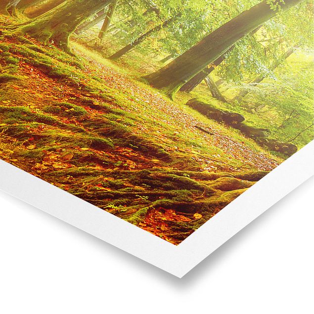 Poster - Herbstwald - Panorama Querformat