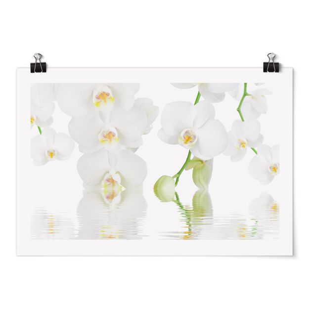 Bilder Wellness Orchidee - Weiße Orchidee