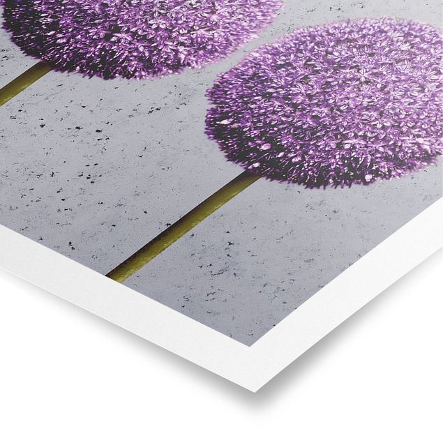 Poster kaufen Allium Kugel-Blüten