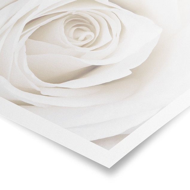 Poster Pretty White Rose