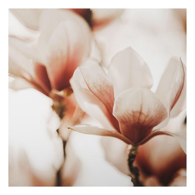 schöne Bilder Zarte Magnolienblüten im Lichtspiel