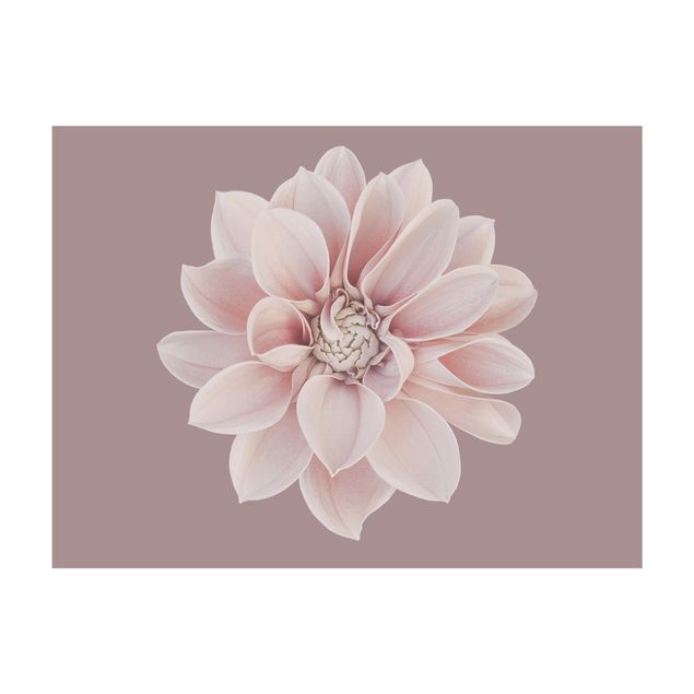 Teppich rosa Dahlie Blume Lavendel Weiß Rosa