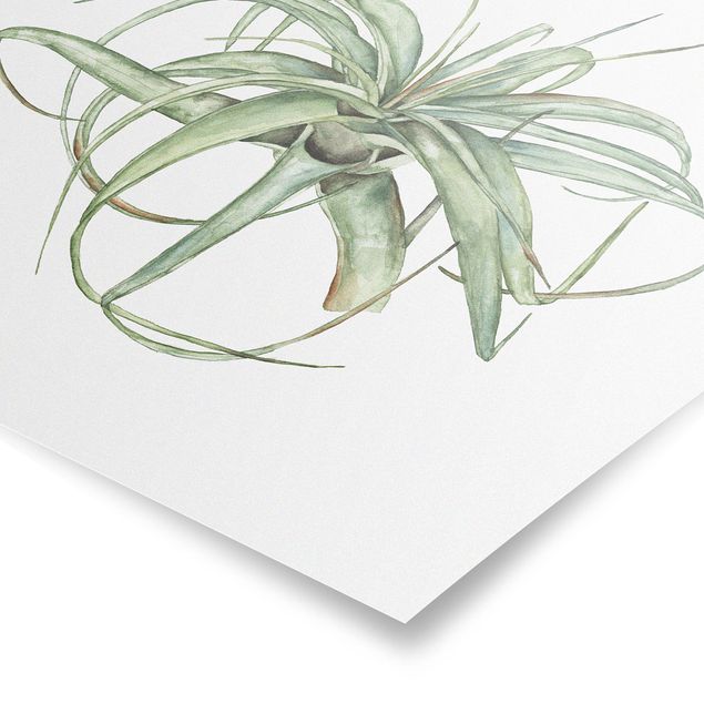 Poster - Luftpflanze Aquarell I - Quadrat 1:1