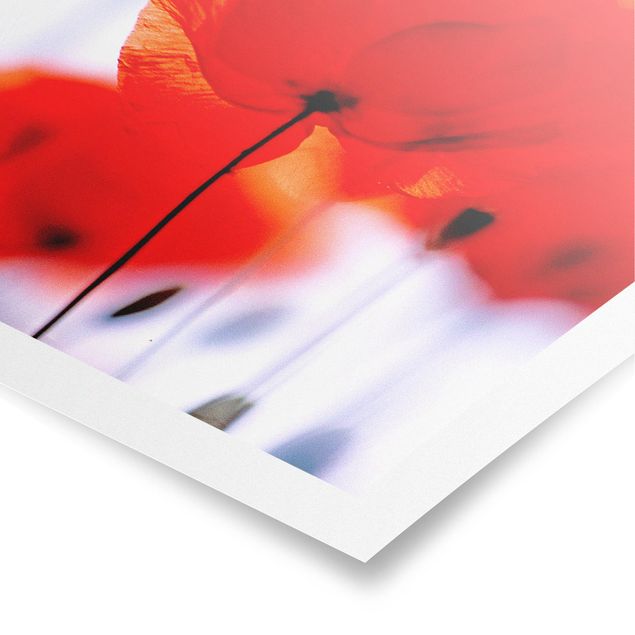 Poster - Magic Poppies - Quadrat 1:1