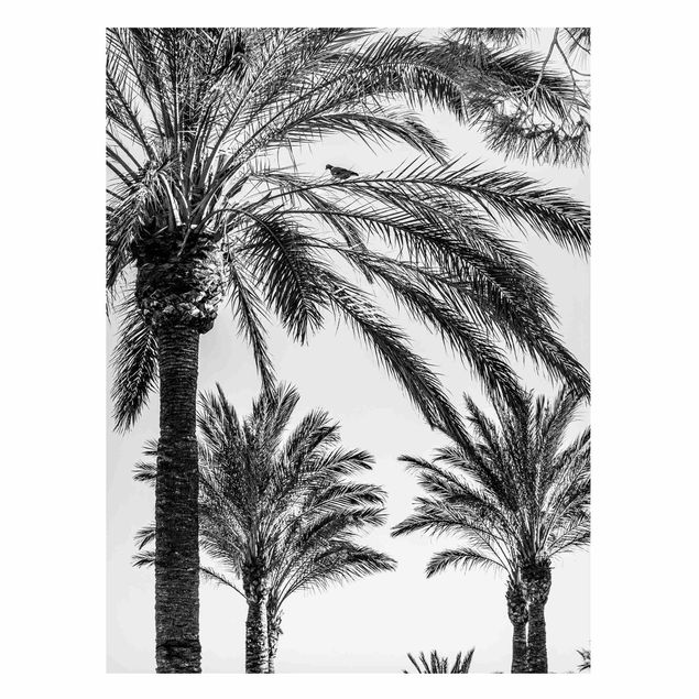 schöne Bilder Palmen im Sonnenuntergang Schwarz-Weiß