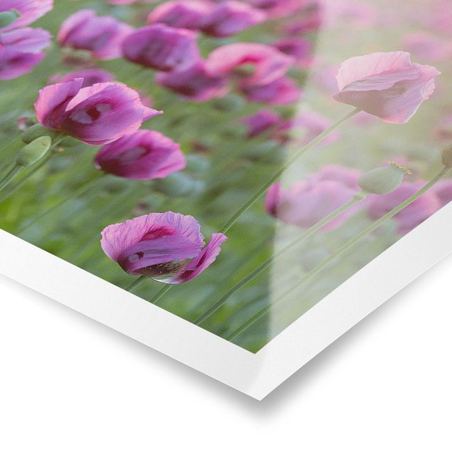 Poster - Violette Schlafmohn Blumenwiese im Frühling - Quadrat 1:1