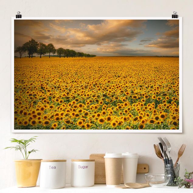 Wand Poster XXL Feld mit Sonnenblumen