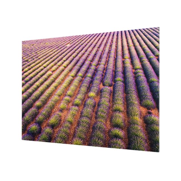 Spritzschutz - Malerisches Lavendelfeld - Querformat 4:3
