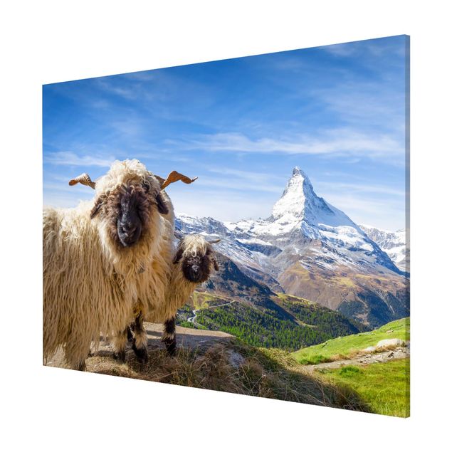 Magnettafel - Schwarznasenschafe von Zermatt - Querfromat 4:3