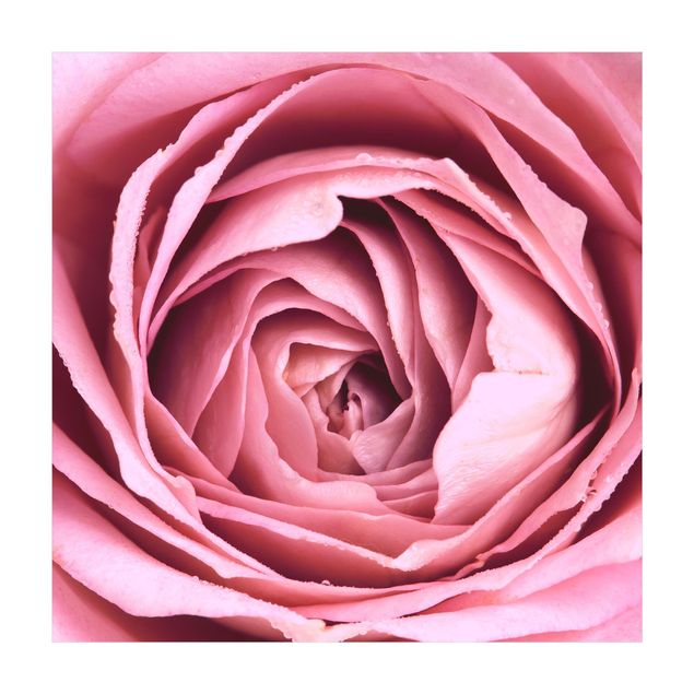 Teppich rosa Rosa Rosenblüte