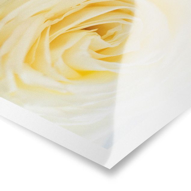 Poster - White Rose - Hochformat 3:4