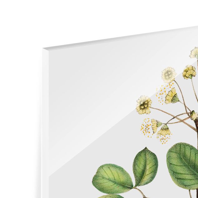 Glas Spritzschutz - Laubwerk mit Blüten IV - Quadrat - 1:1