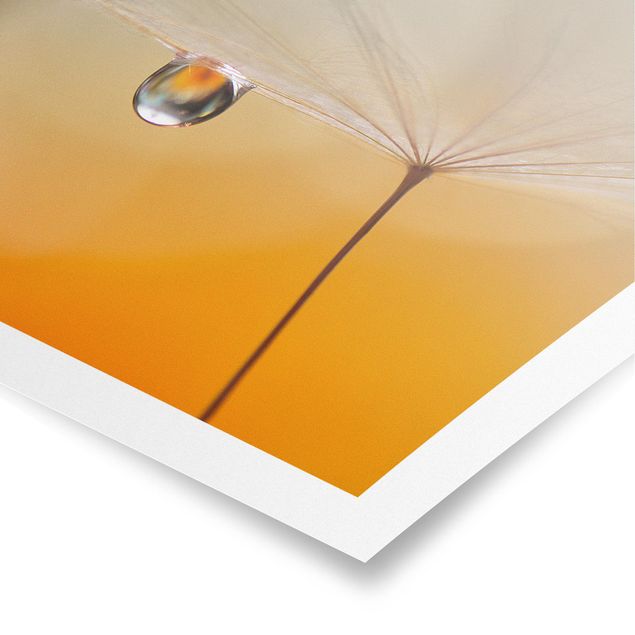 Poster - Pusteblume in Orange - Quadrat 1:1
