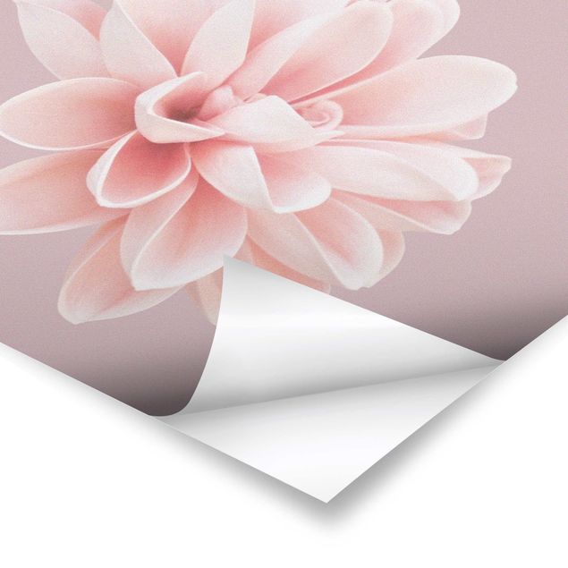 Poster - Dahlie Blume Lavendel Rosa Weiß - Querformat 3:4