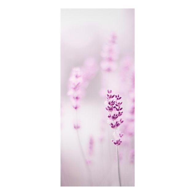 Alu-Dibond - Zartvioletter Lavendel - Panorama