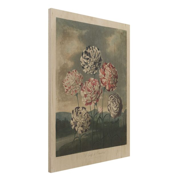 Holzbilder Blumen Botanik Vintage Illustration Blaue und rote Nelken