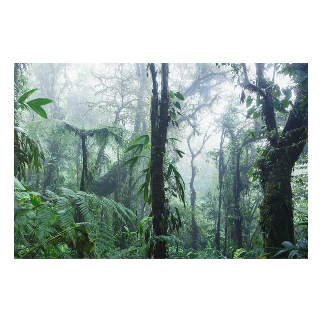 Spritzschutz Küche Monteverde Nebelwald