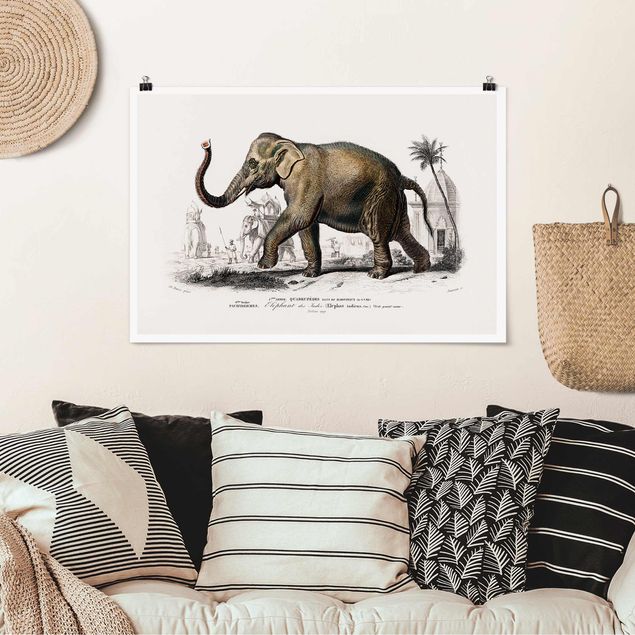 Poster - Vintage Lehrtafel Elefant - Querformat 2:3