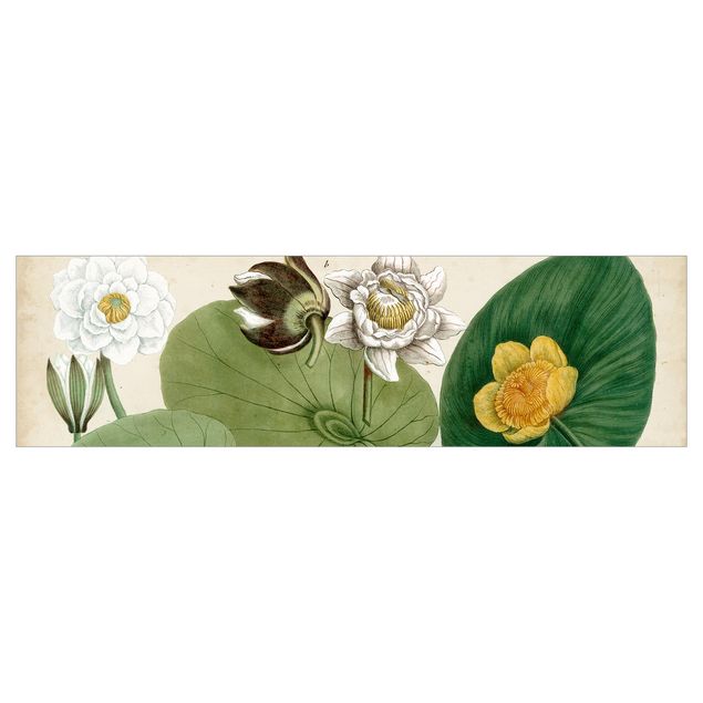 Küchenrückwand - Vintage Illustration Weiße Wasserlilie