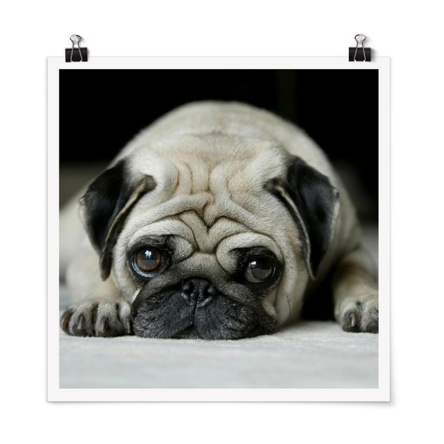 Tierposter Pug Loves You