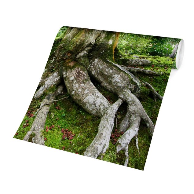 Fototapete selbstklebend Alter Baum