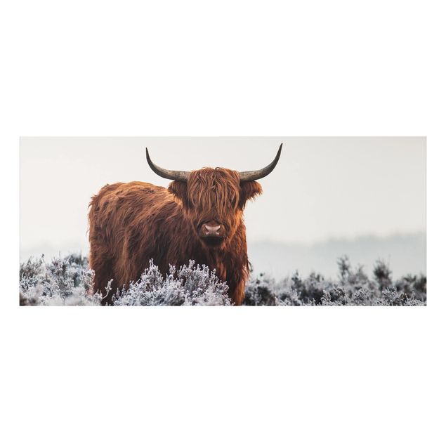 Bilder Bison in den Highlands