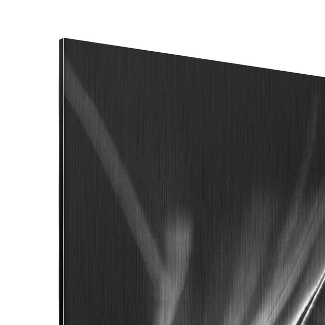 Alu-Dibond Bild - Bewegte Pusteblumen Nahaufnahme auf schwarzem Hintergrund