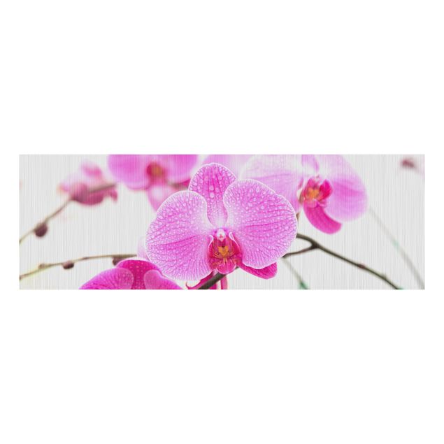 Alu Dibond Bilder Nahaufnahme Orchidee