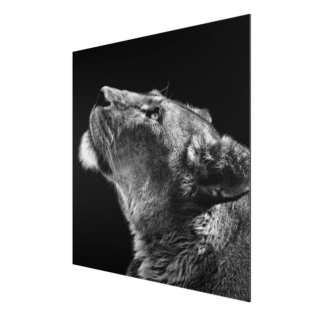 Aluminium Print - Portrait einer Löwin - Quadrat 1:1