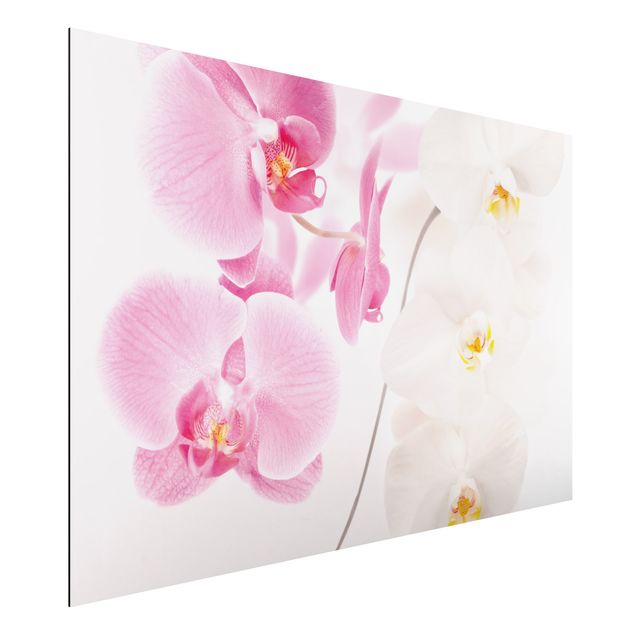 schöne Bilder Delicate Orchids