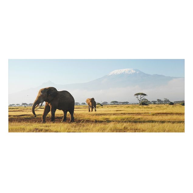 Alu Dibond Bilder Elefanten vor dem Kilimanjaro in Kenya