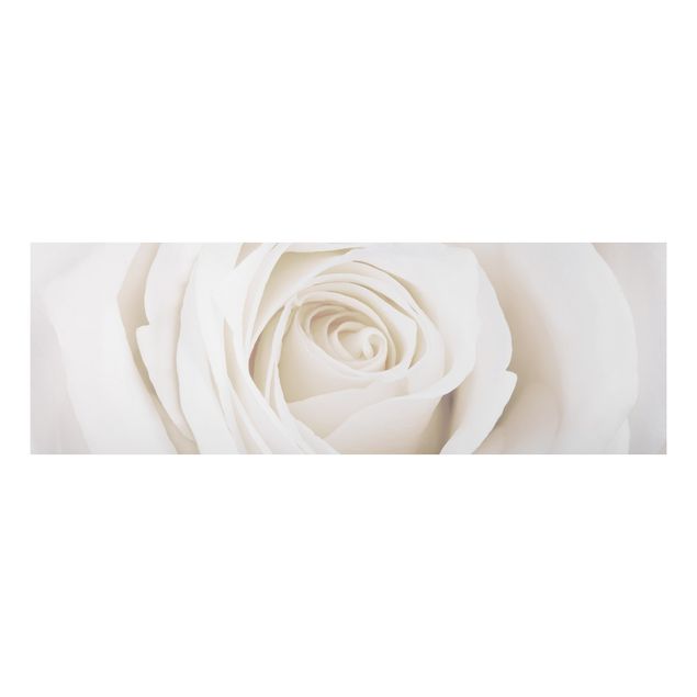 Foto auf Alu Dibond Pretty White Rose