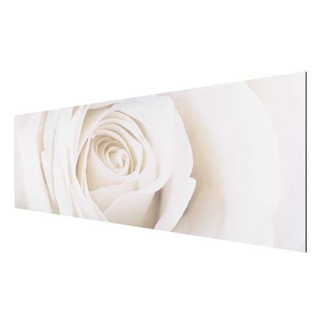 Alu-Dibond Bild - Pretty White Rose