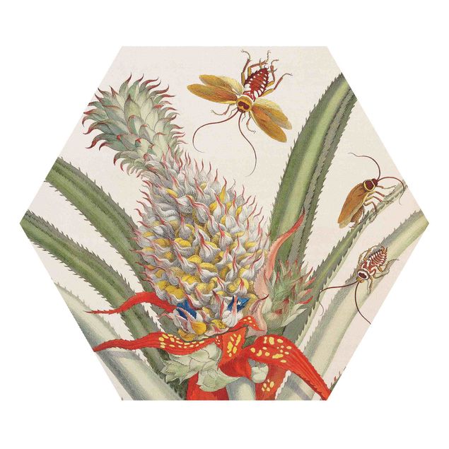Hexagon-Forexbild - Anna Maria Sibylla Merian - Ananas mit Insekten
