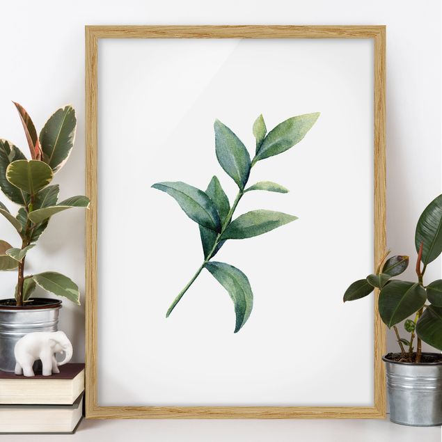 Moderne Bilder mit Rahmen Aquarell Eucalyptus II