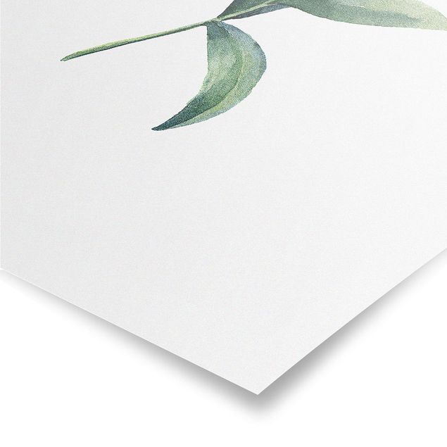Poster bestellen Aquarell Eucalyptus II
