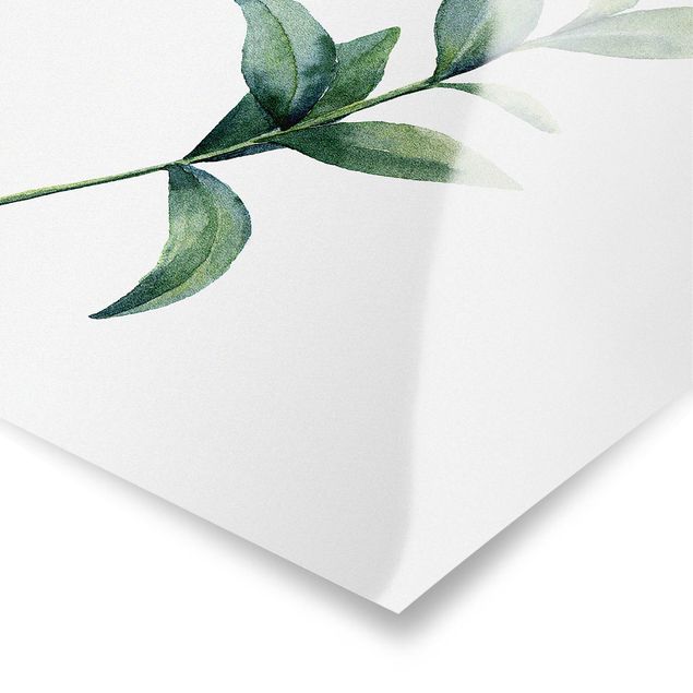 Poster - Aquarell Eucalyptus II - Quadrat 1:1