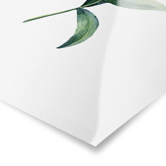 Poster - Aquarell Eucalyptus II - Hochformat 2:3