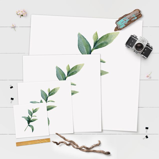 Poster - Aquarell Eucalyptus II - Quadrat 1:1