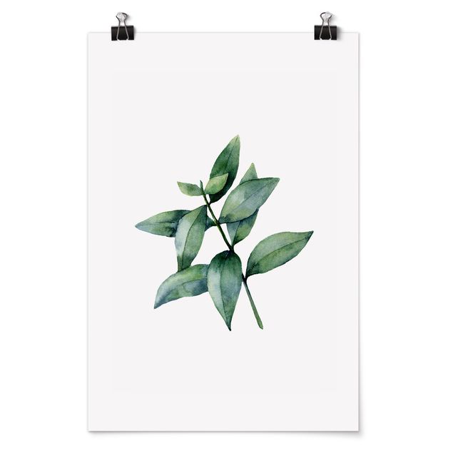 schöne Bilder Aquarell Eucalyptus III
