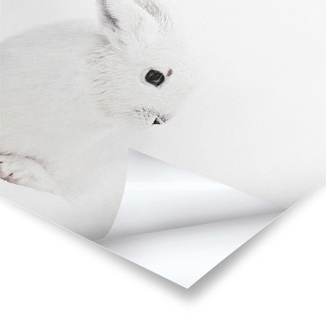 Poster - Arktischer Hase - Quadrat 1:1