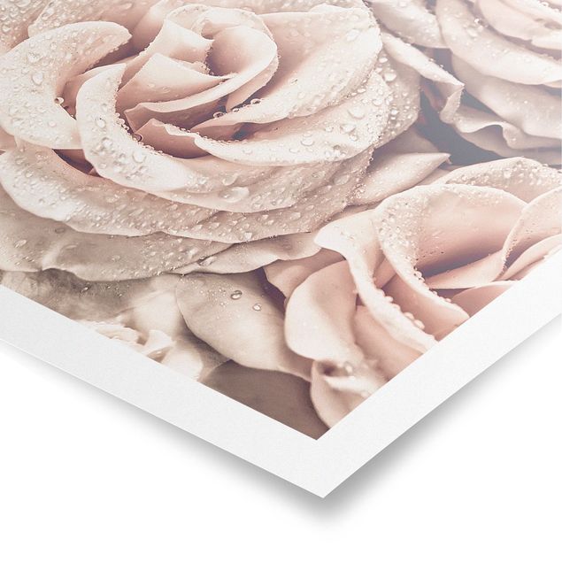 Poster bestellen Rosen Sepia mit Wassertropfen