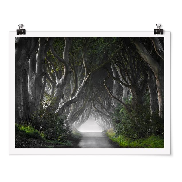 Poster - Wald in Nordirland - Querformat 3:4